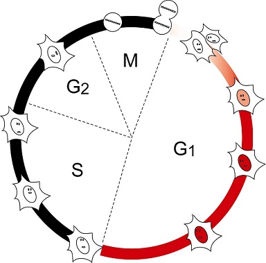 Schematic of the cell cycle specific fluorescence of Fucci-G1 Orange